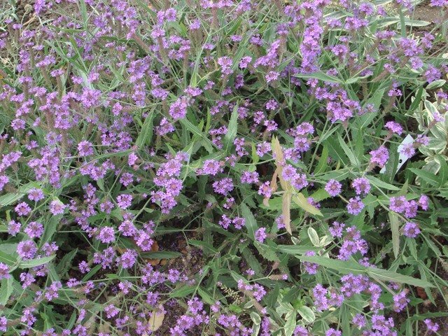 Verbena rigida